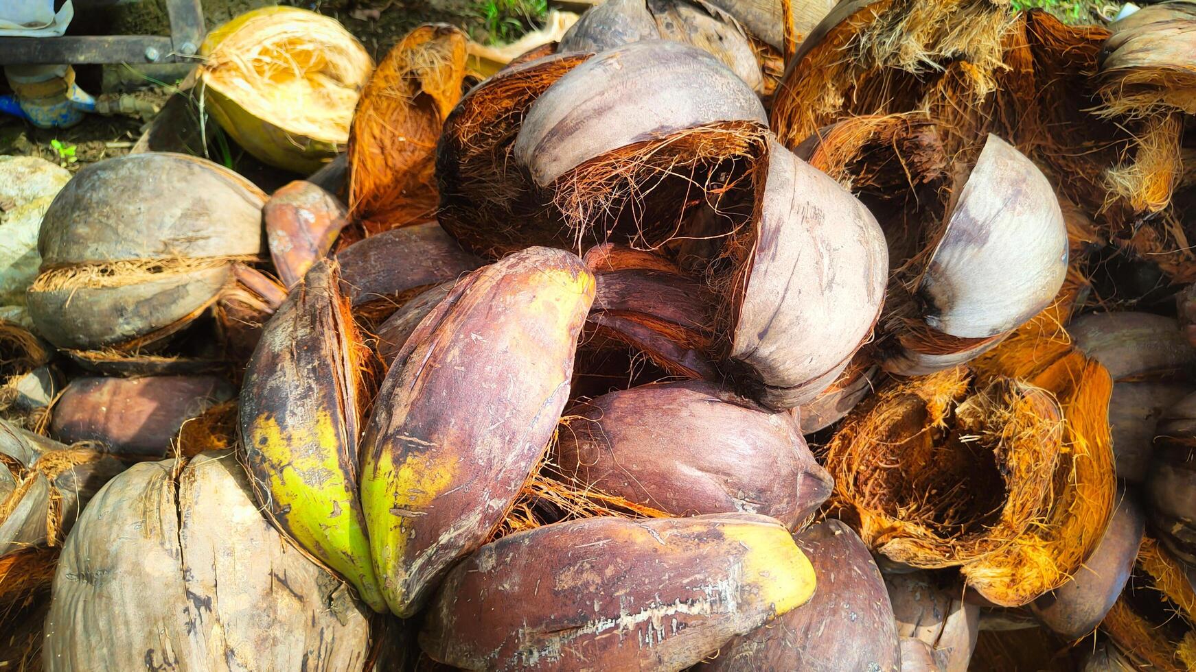 une pile de vieux noix de coco coquilles est adapté pour Contexte texture photo