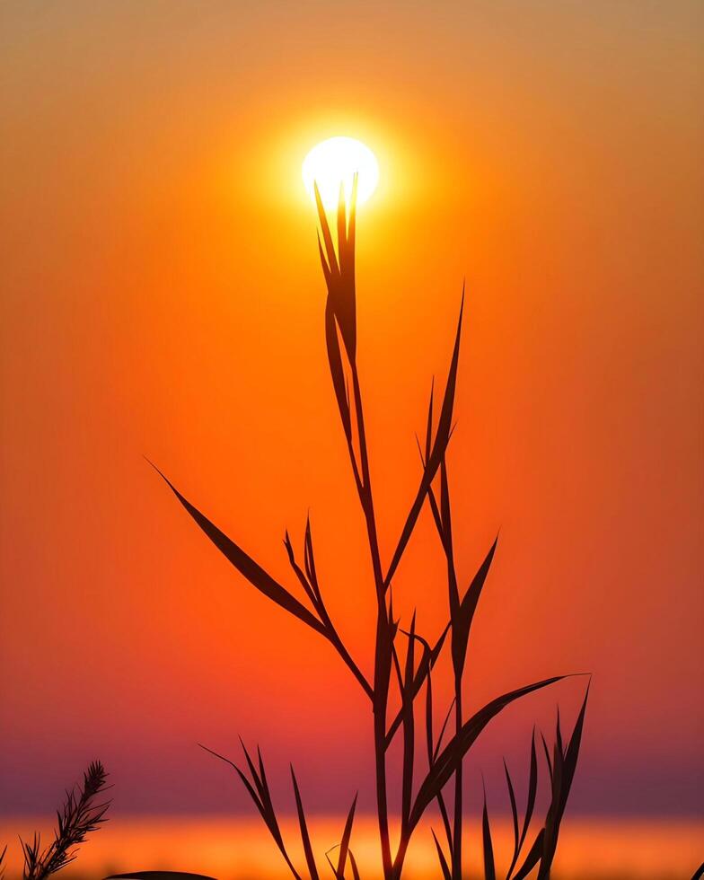 le Soleil est réglage plus de une champ de herbe photo