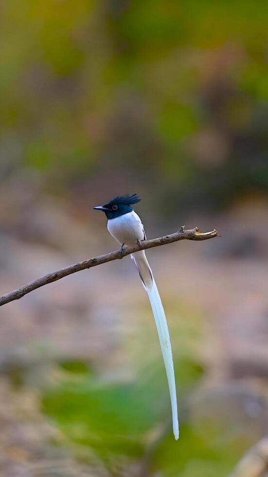 une oiseau avec longue queue séance sur une branche photo