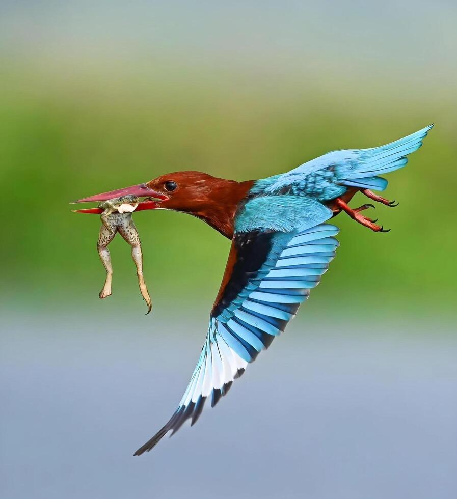 une martin-pêcheur mouches avec une poisson dans ses le bec photo