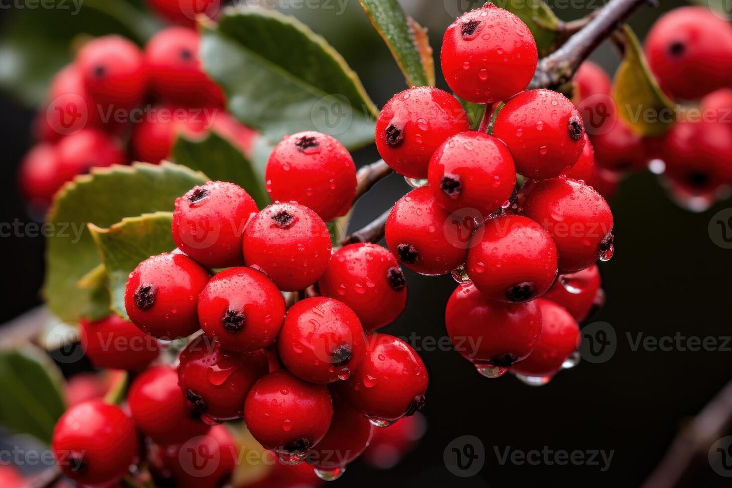 ai généré rouge houx baies branche avec vert feuilles. produire ai photo