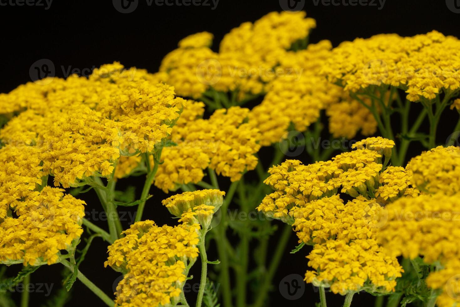 achillée Jaune fleurs achillée philippine photo