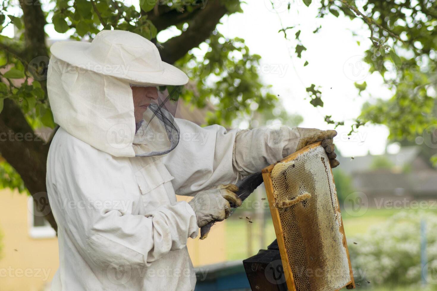 professionnel apiculteur dans protecteur vêtements de travail inspecter nid d'abeille Cadre à rucher. apiculteur récolte mon chéri photo