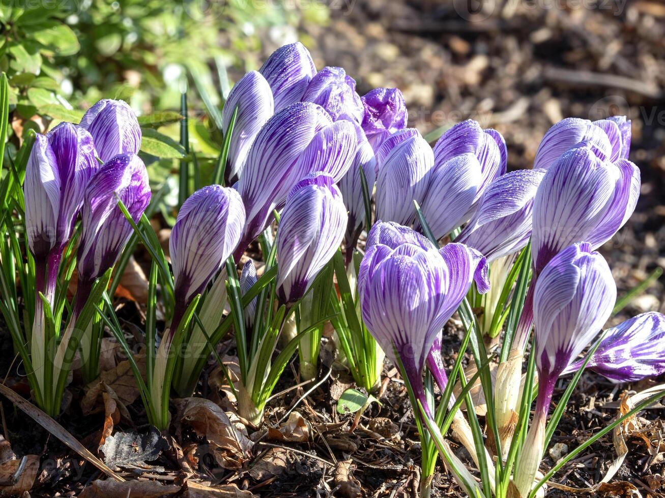 fermer de violet crocus floraison dans une jardin photo