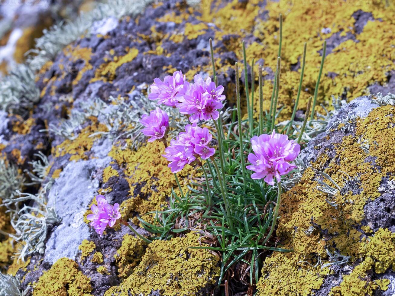 mer épargne fleurs croissance sur lichen couvert rochers photo