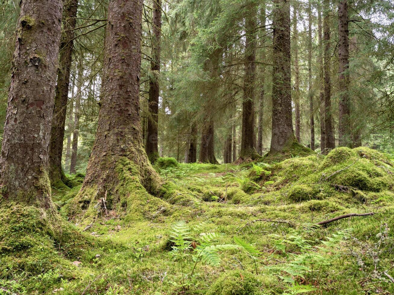 moussu forêt sol dans le argyll forêt parc, Écosse photo