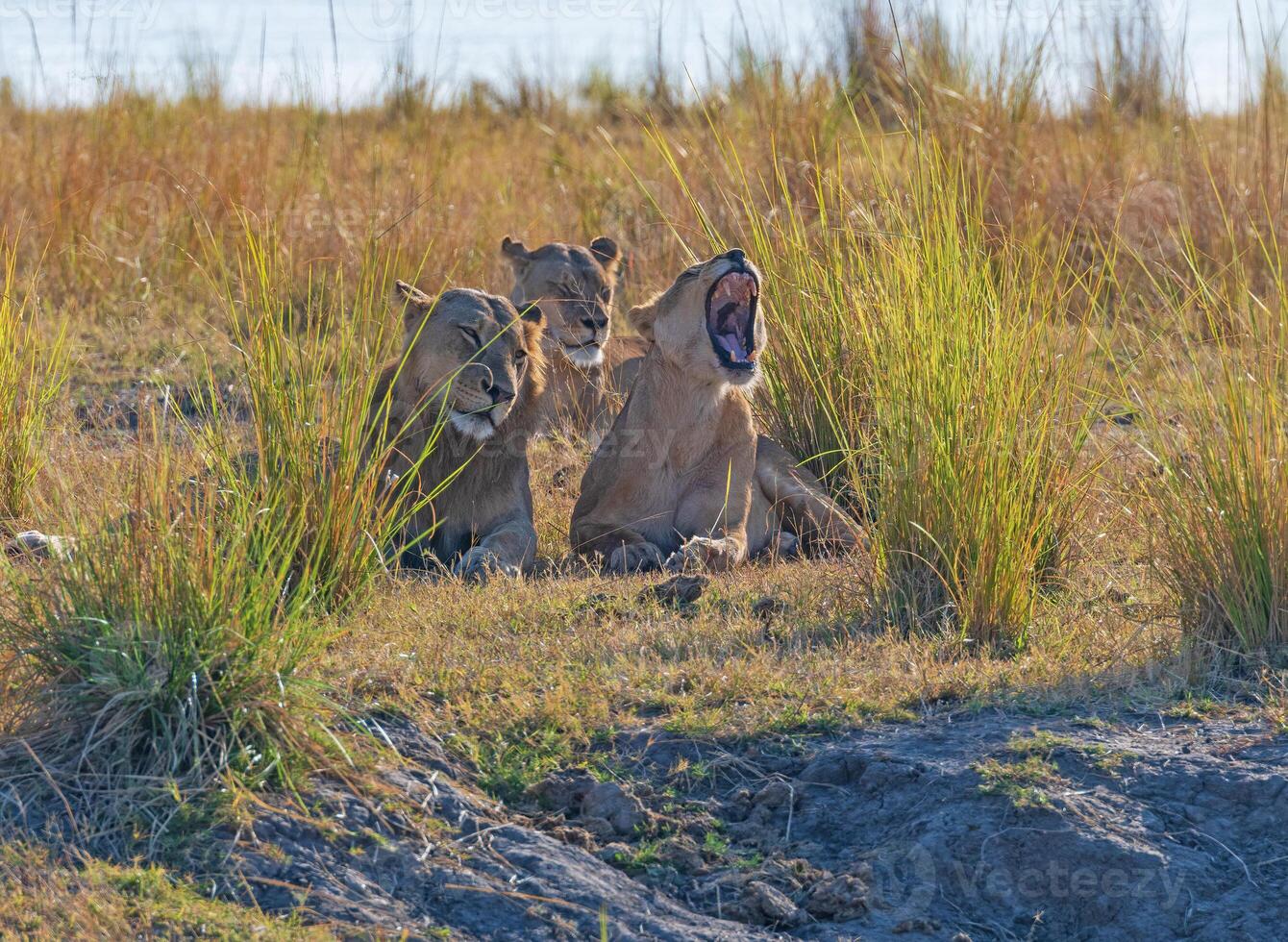 une groupe de les Lions repos dans le veld photo