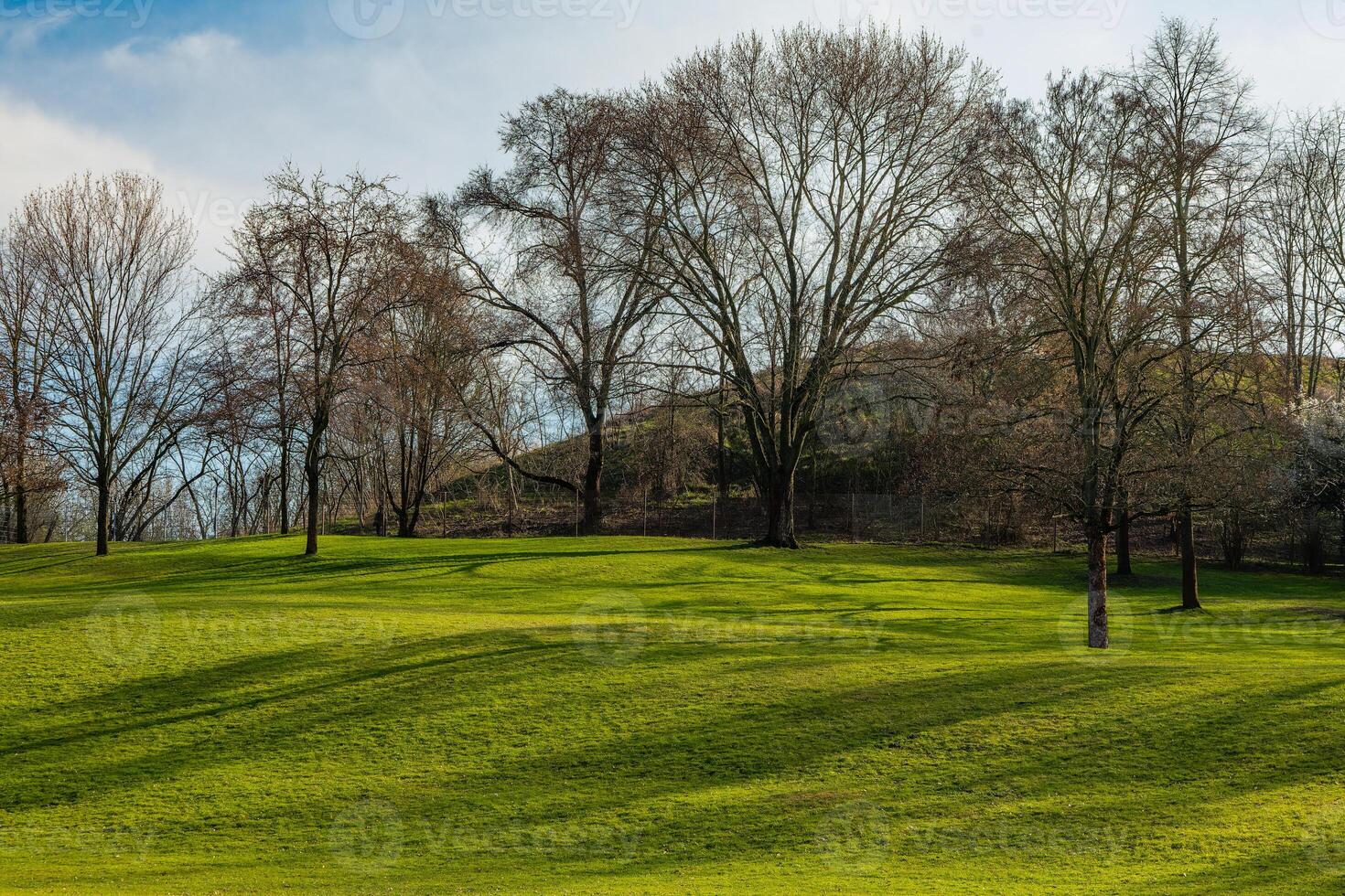 champ d'herbe avec des arbres en arrière-plan photo