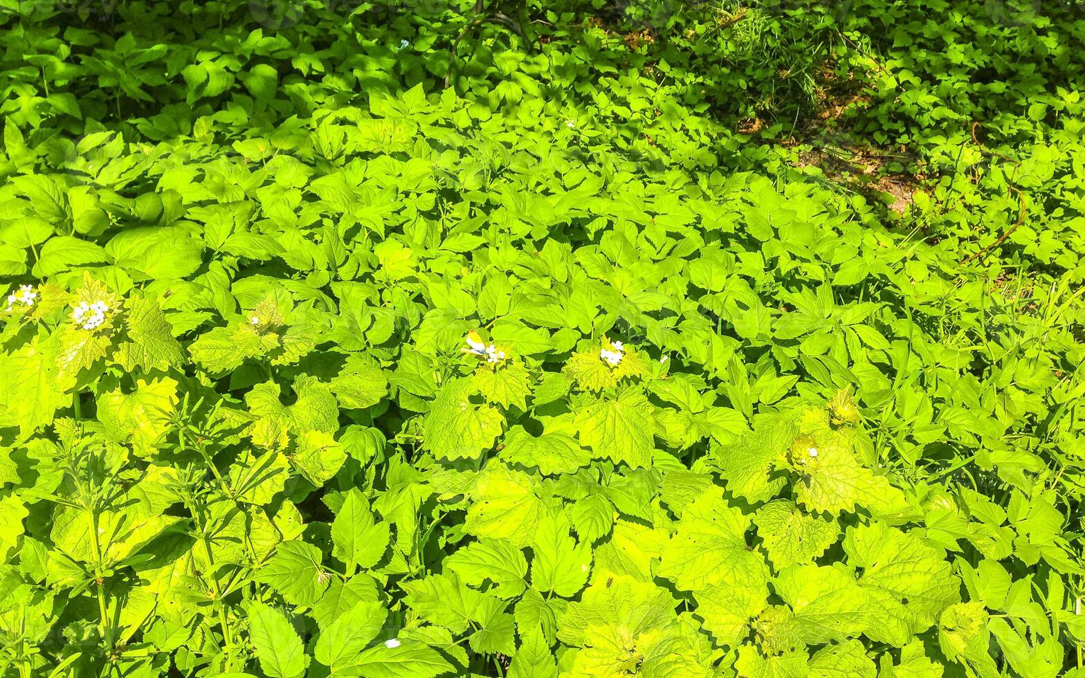 petit blanc Jaune papillon séance sur fleur s'épanouir Prairie Allemagne. photo