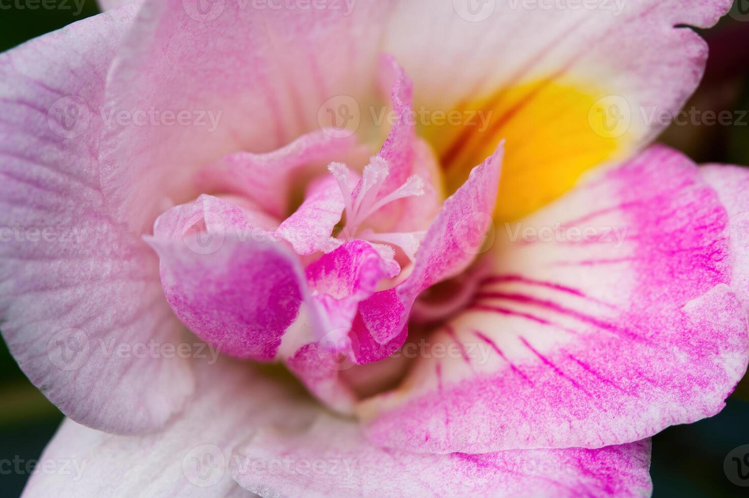 fermer violet et blanc fleur avec certains Jaune photo