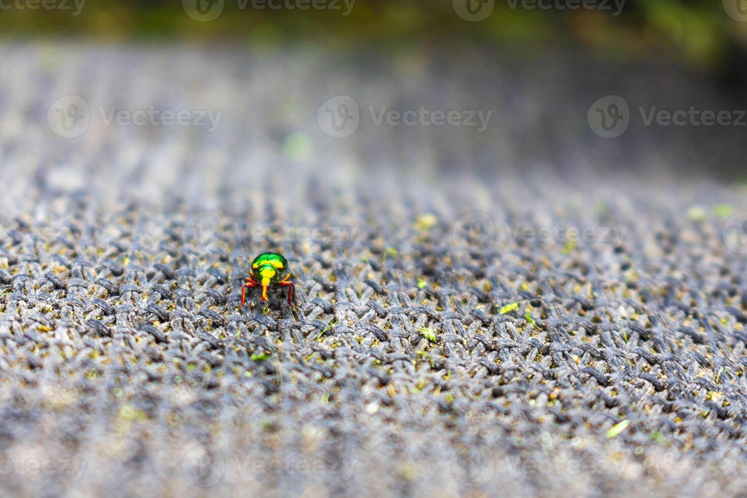 métallique vert scarabée sur en tissu dans Allemagne. photo