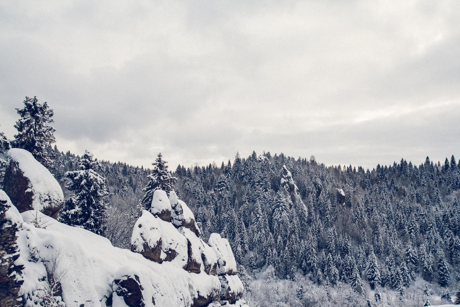 groupe de sapins enneigés. forêt enneigée dans les montagnes photo