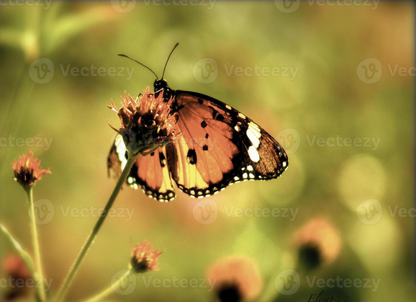 monarque, magnifique papillon la photographie, magnifique papillon sur fleur, macro la photographie, beau la nature photo