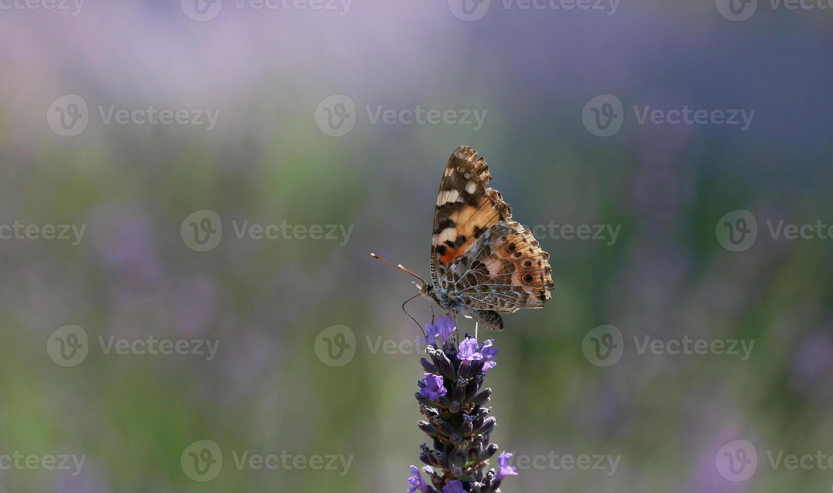 monarque, magnifique papillon la photographie, magnifique papillon sur fleur, macro la photographie, beau la nature photo