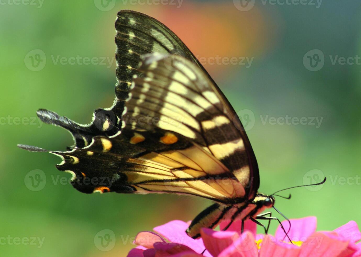 monarque, magnifique papillon la photographie, magnifique papillon sur fleur, macro la photographie, beau la nature photo