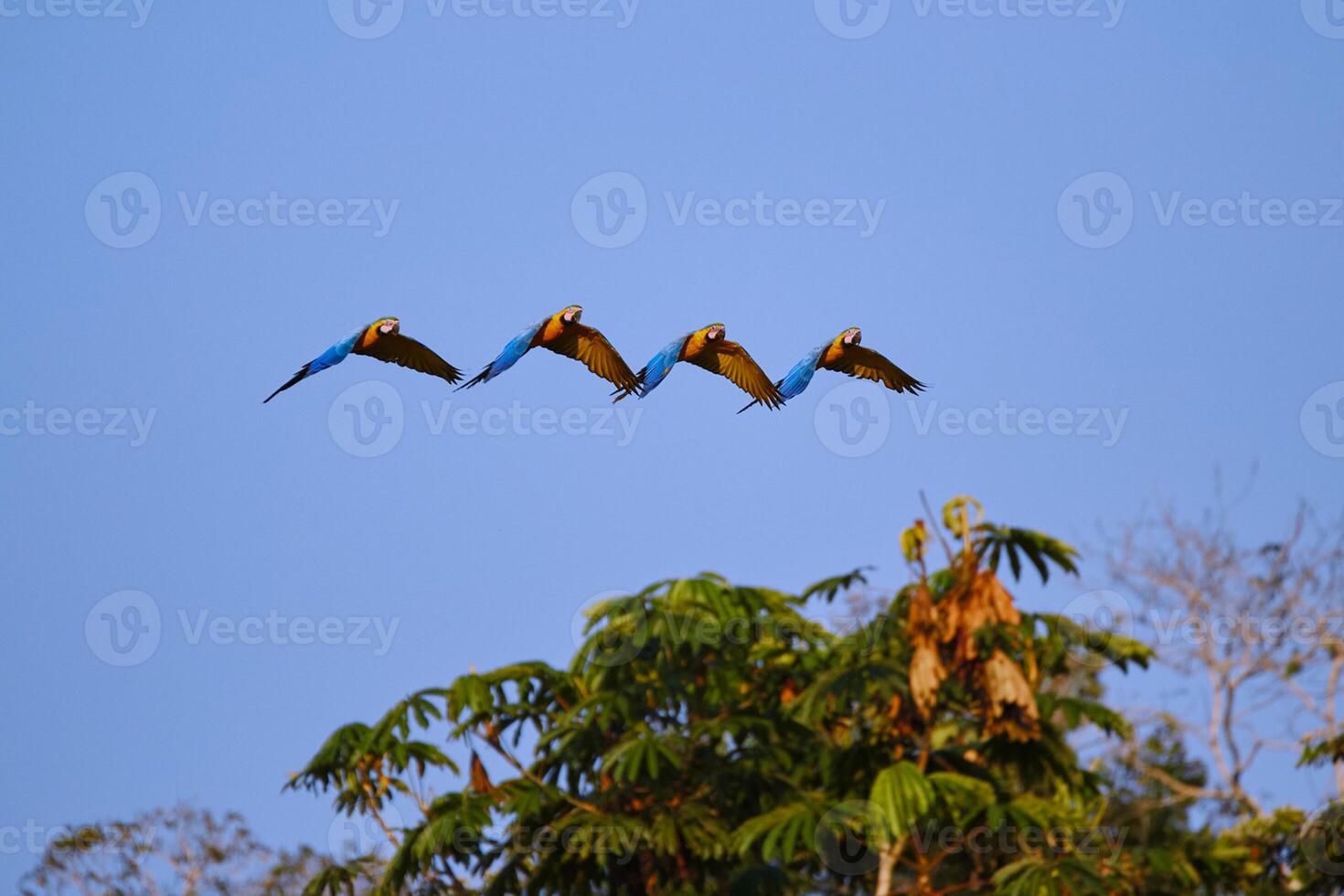 oiseau la photographie, oiseau image, plus magnifique oiseau la photographie, la nature la photographie photo