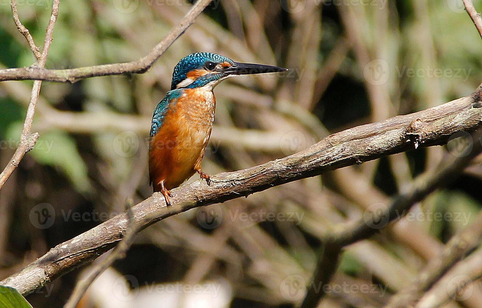 oiseau la photographie, oiseau image, plus magnifique oiseau la photographie, la nature la photographie photo