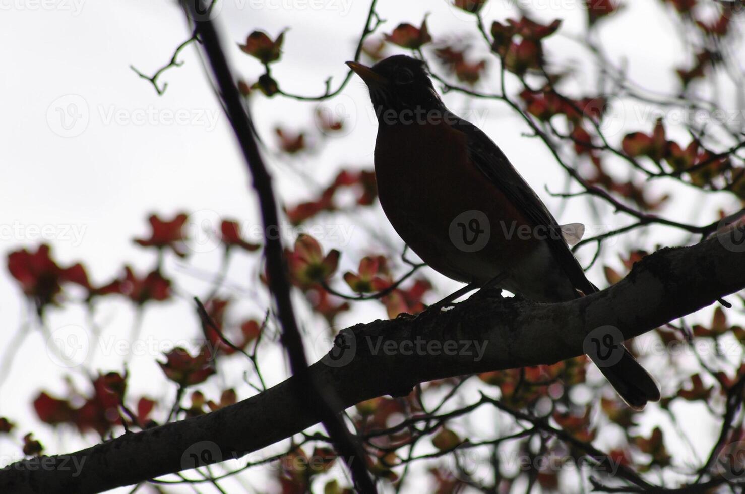 oiseau la photographie, oiseau image, plus magnifique oiseau la photographie, la nature la photographie photo