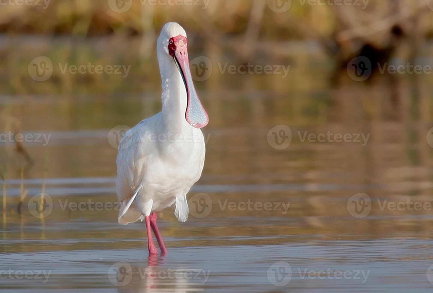 oiseau la photographie, oiseau image, plus magnifique oiseau la photographie, la nature la photographie photo