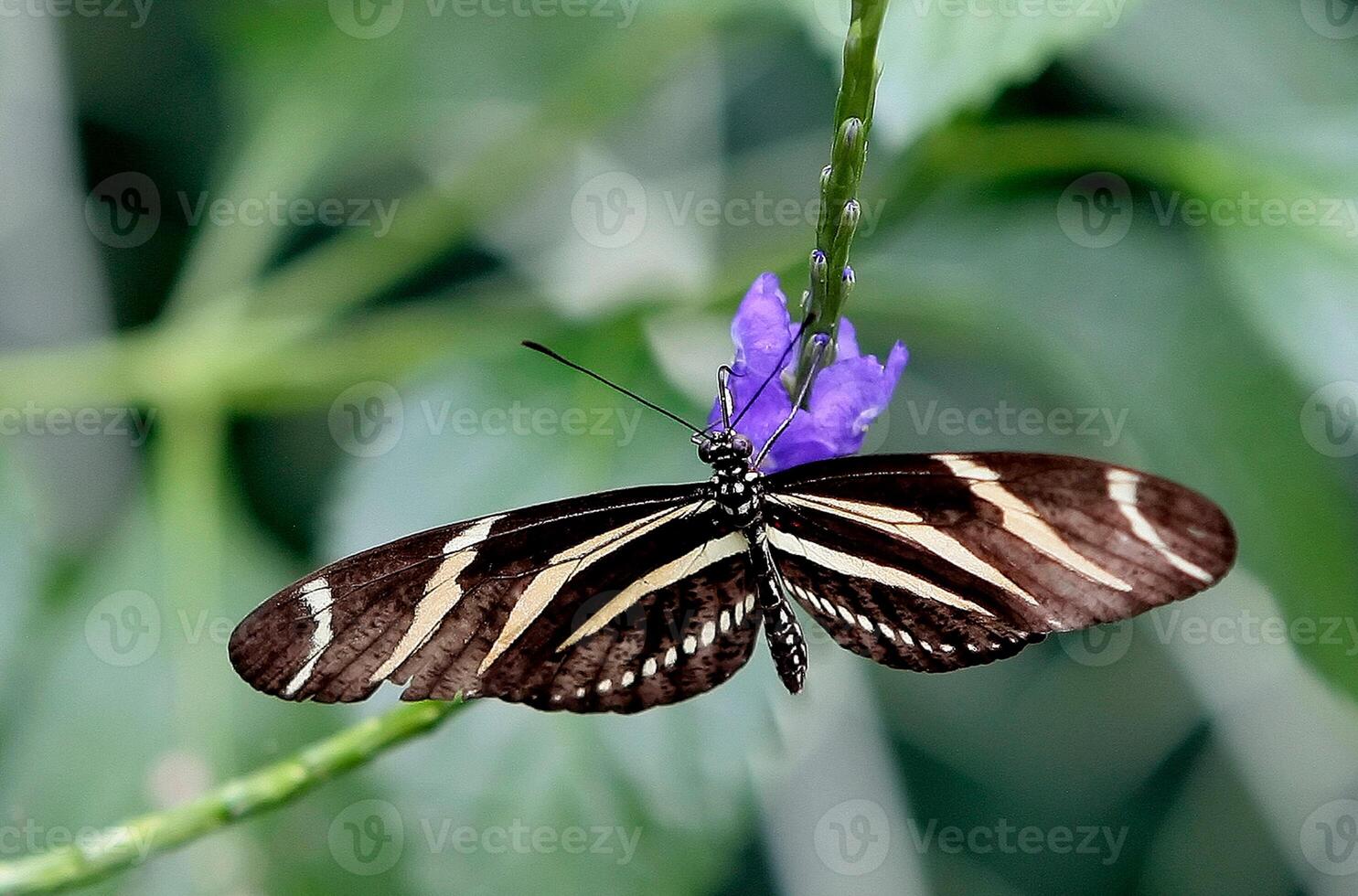 monarque, magnifique papillon la photographie, magnifique papillon sur fleur, macro la photographie, beau la nature photo