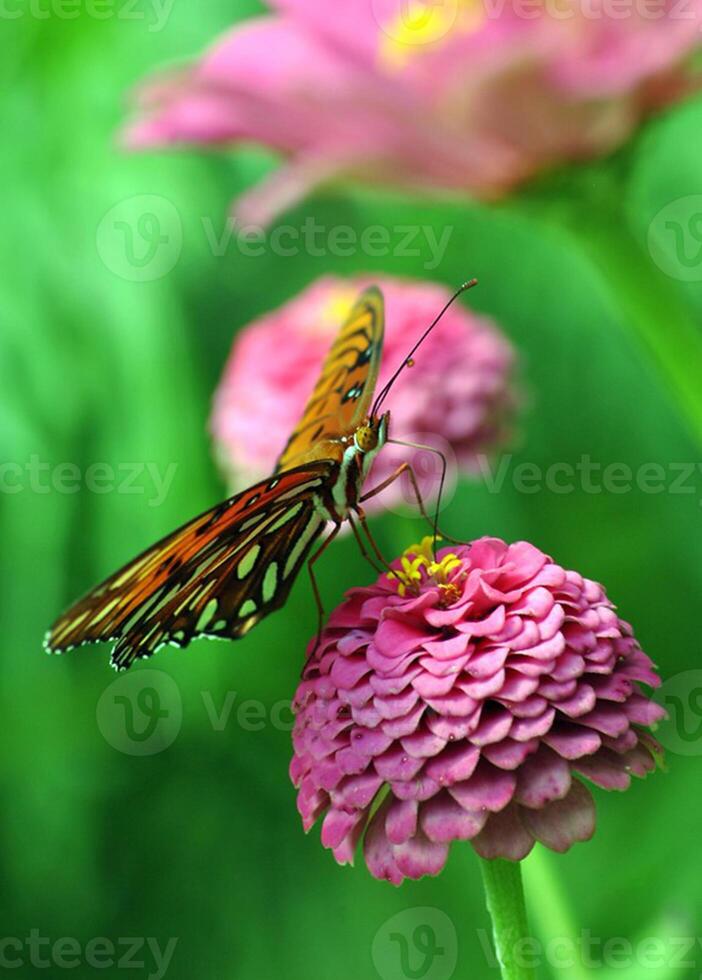 monarque, magnifique papillon la photographie, magnifique papillon sur fleur, macro la photographie, beau la nature photo