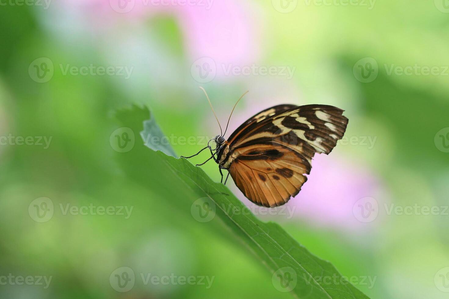 monarque, magnifique papillon la photographie, magnifique papillon sur fleur, macro la photographie, beau la nature photo