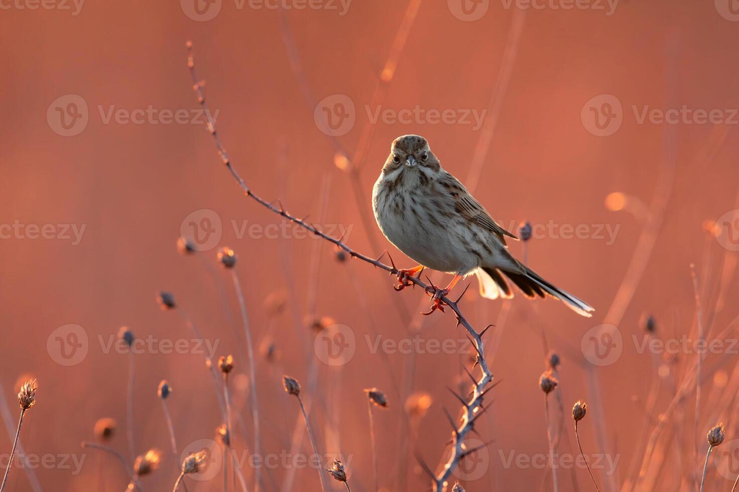 oiseau la photographie, oiseau image, plus magnifique oiseau la photographie, la nature la photographie photo