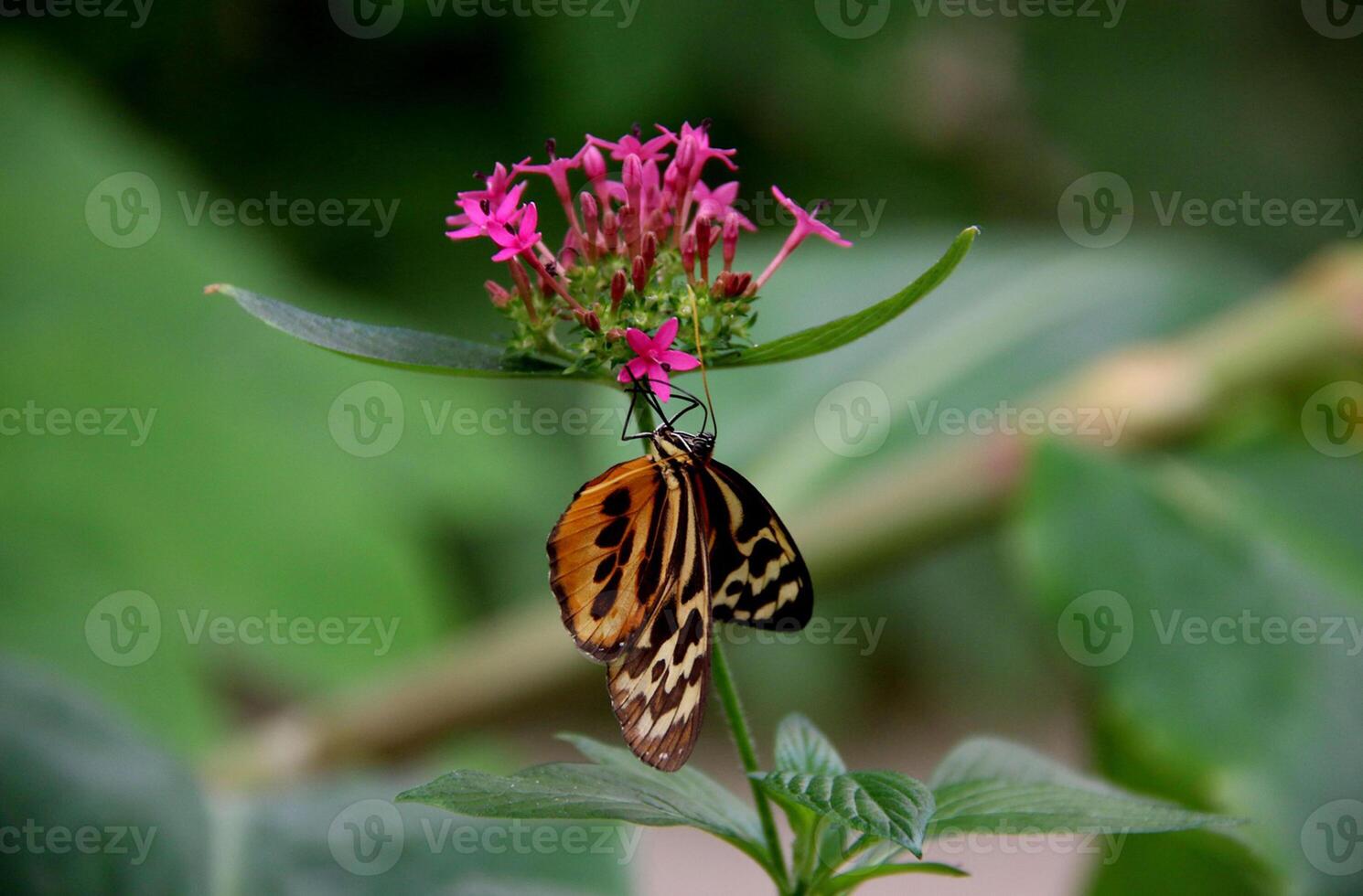 monarque, magnifique papillon la photographie, magnifique papillon sur fleur, macro la photographie, beau la nature photo