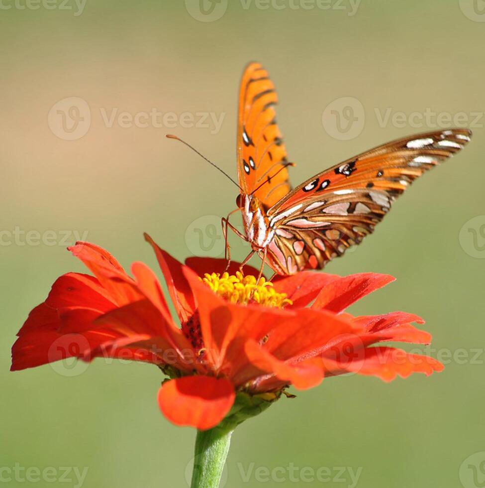 monarque, magnifique papillon la photographie, magnifique papillon sur fleur, macro la photographie, beau la nature photo