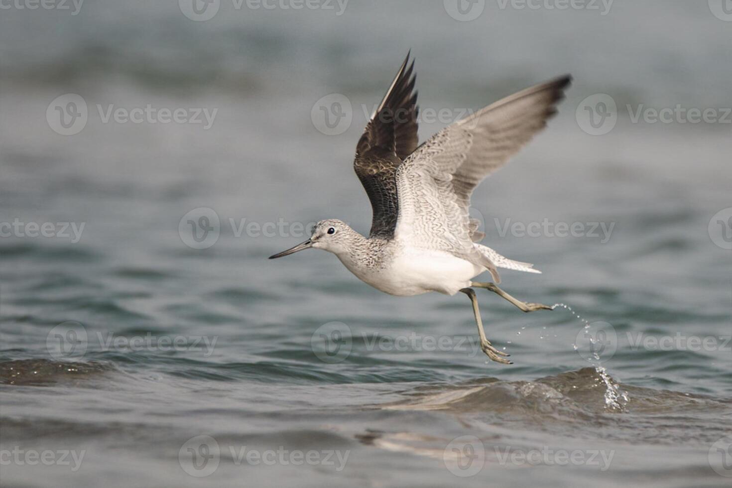 oiseau la photographie, oiseau image, plus magnifique oiseau la photographie, la nature la photographie photo