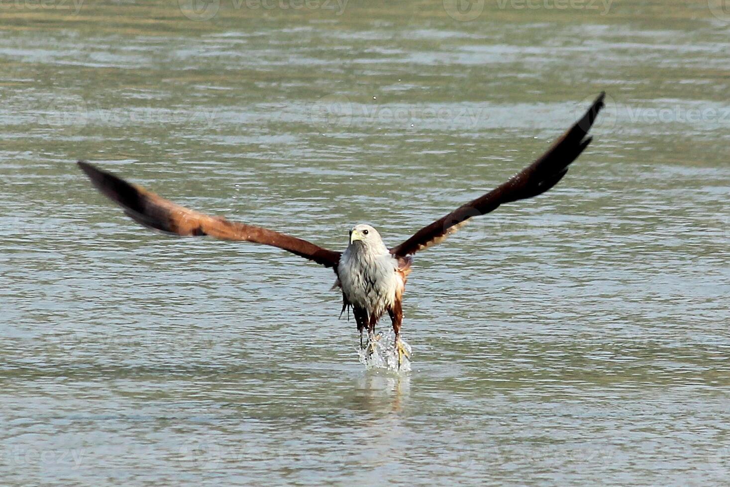 oiseau la photographie, oiseau image, plus magnifique oiseau la photographie, la nature la photographie photo