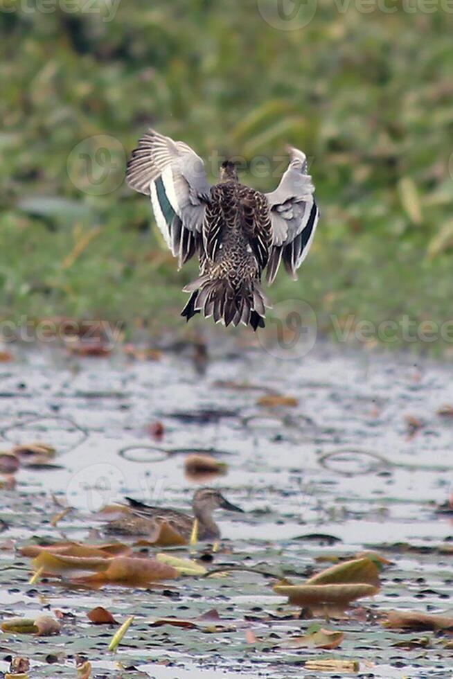 oiseau la photographie, oiseau image, plus magnifique oiseau la photographie, la nature la photographie photo