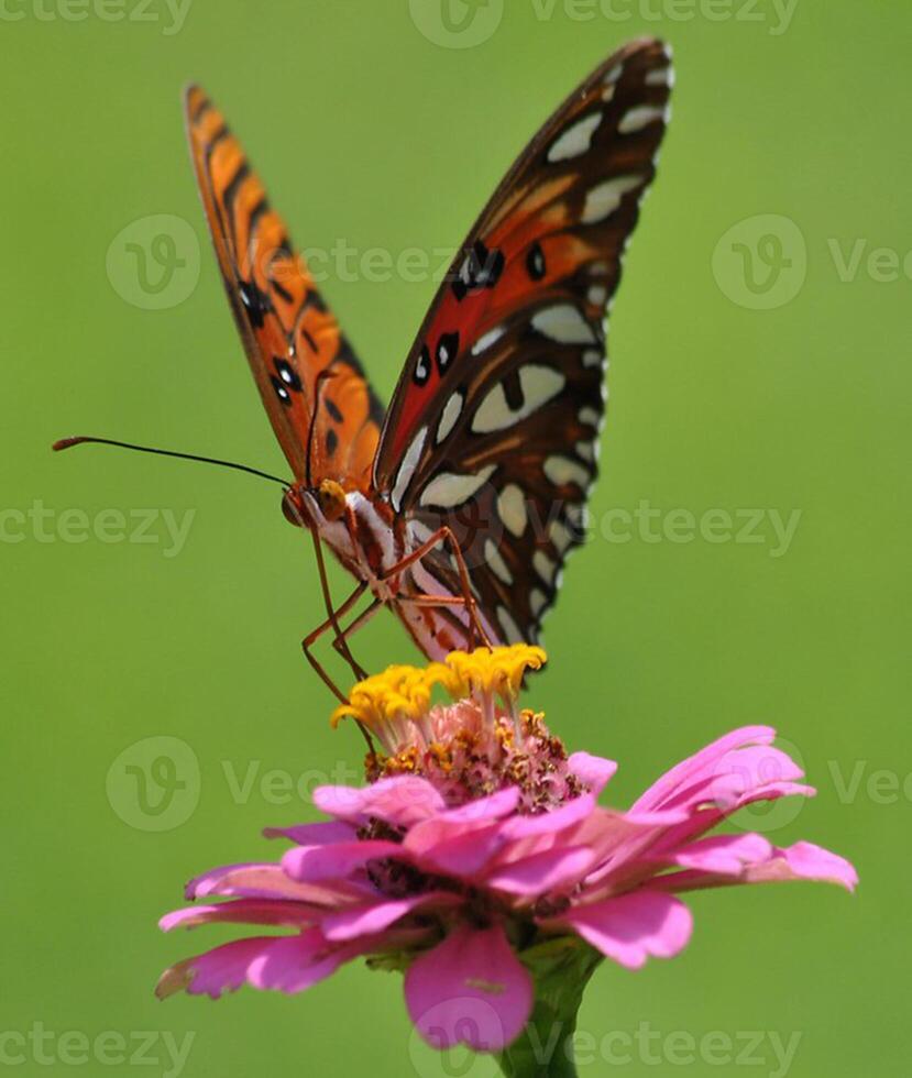 monarque, magnifique papillon la photographie, magnifique papillon sur fleur, macro la photographie, beau la nature photo