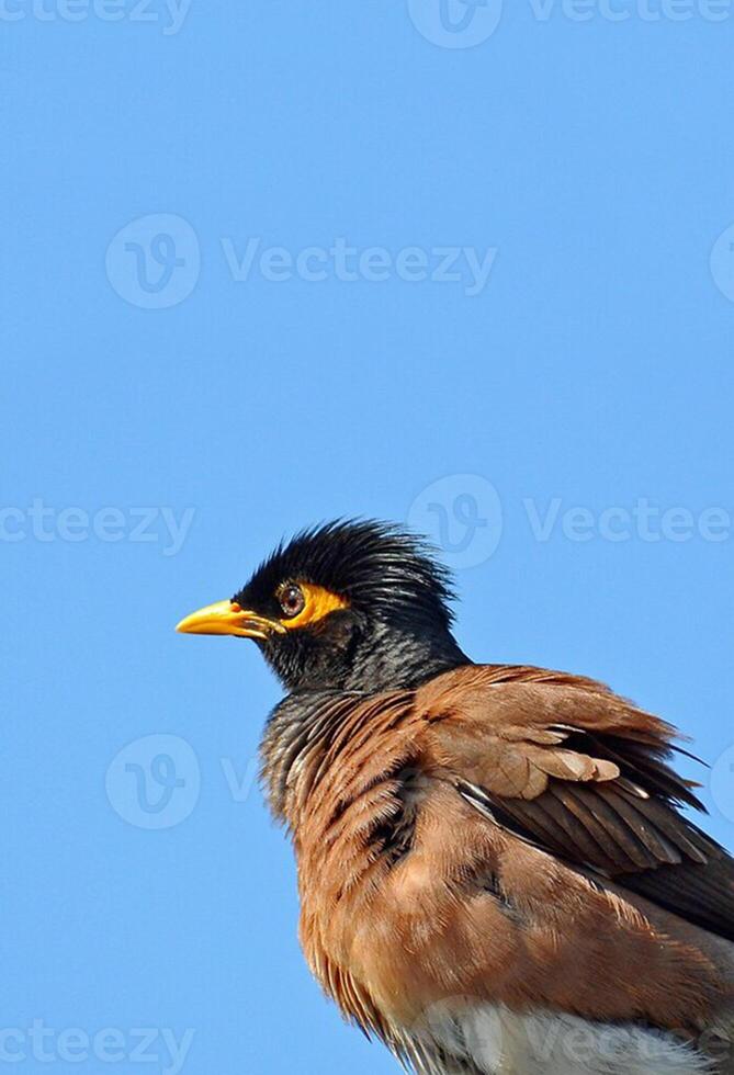 oiseau la photographie, oiseau image, plus magnifique oiseau la photographie, la nature la photographie photo