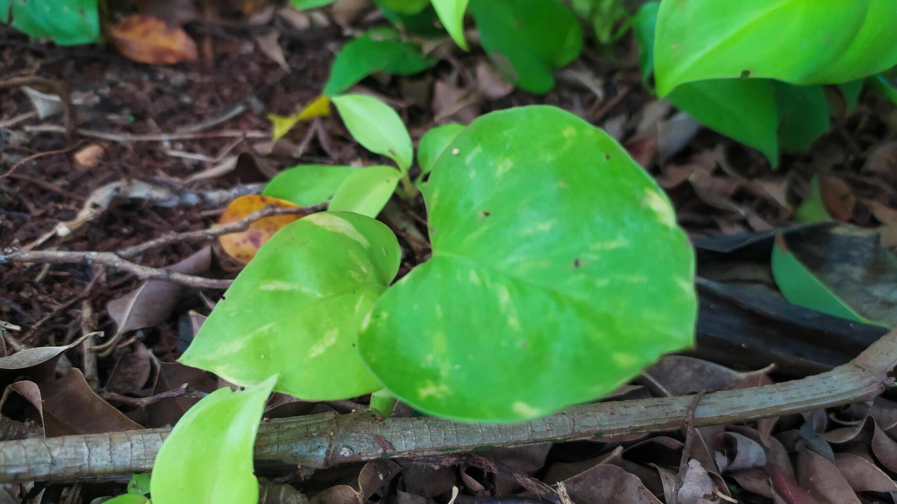 photo de une petit plante croissance sur fertile sol avec grand, brillant et magnifique vert feuilles