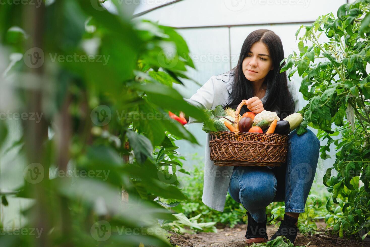 Jeune agriculteur femme en portant Frais biologique légume avec panier à serre hydroponique biologique cultiver. propriétaire petit affaires entrepreneur biologique légume ferme et en bonne santé nourriture concept photo