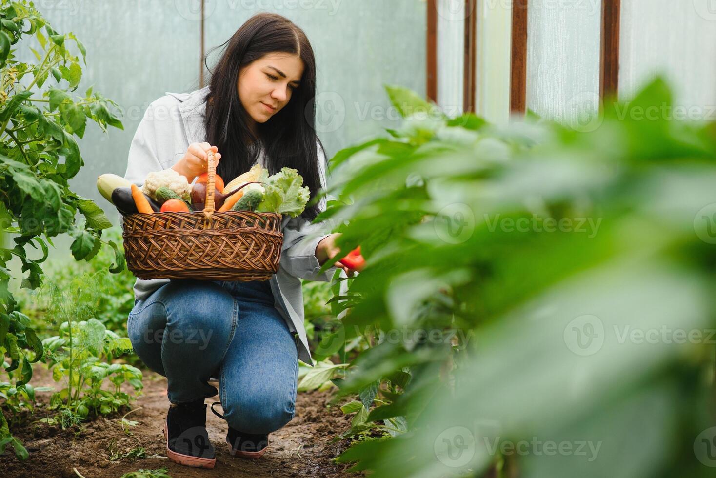 Jeune femme dans prend se soucier de Frais légume biologique dans bois style panier préparer portion récolte par une mignonne jolie fille dans hydroponique cultiver, serre photo