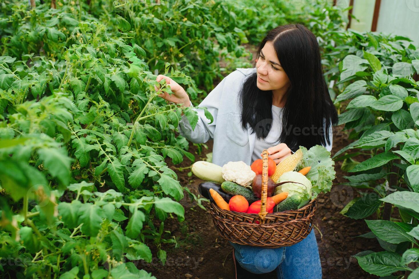 Jeune agriculteur femme en portant Frais biologique légume avec panier à serre hydroponique biologique cultiver. propriétaire petit affaires entrepreneur biologique légume ferme et en bonne santé nourriture concept photo