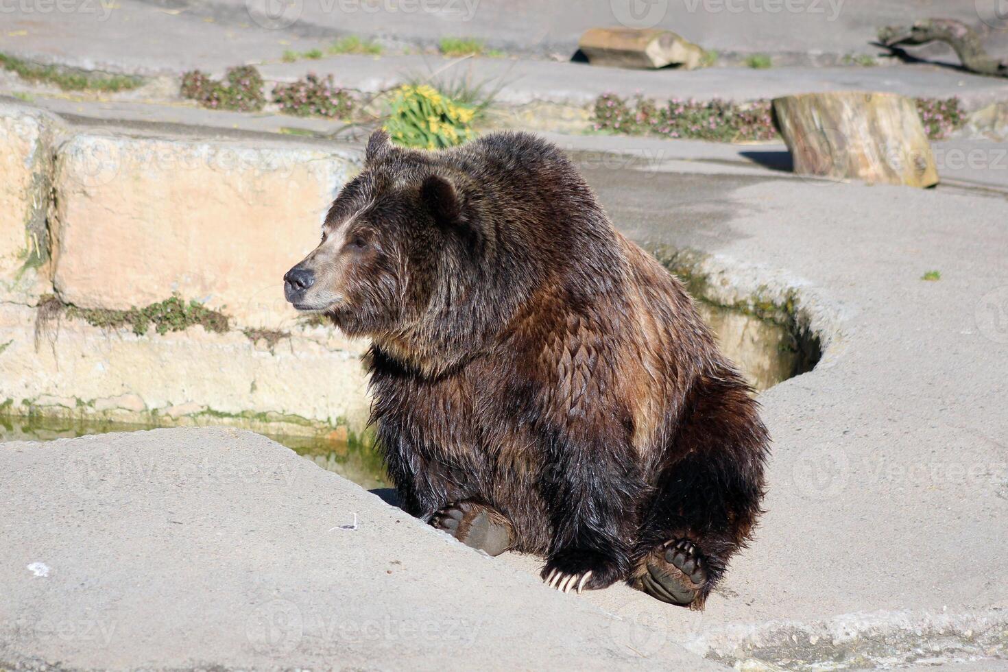 gros marron ours. une grisonnant ours est assis dans le zoo. ensoleillé photo contre le Contexte de une rock.