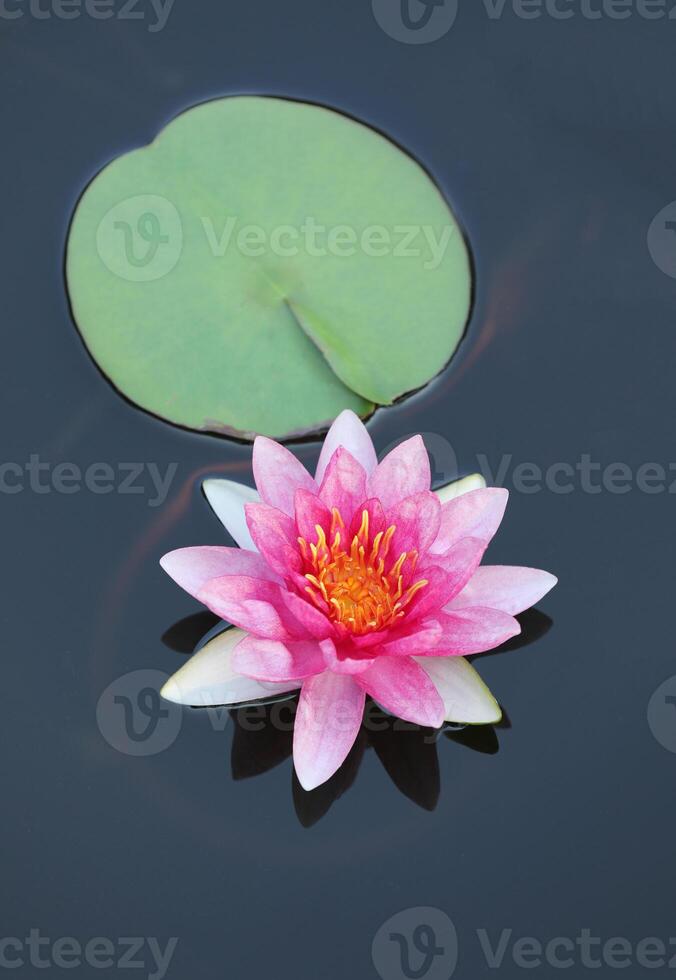 lotus fleur avec réflexion sur calme l'eau surface photo