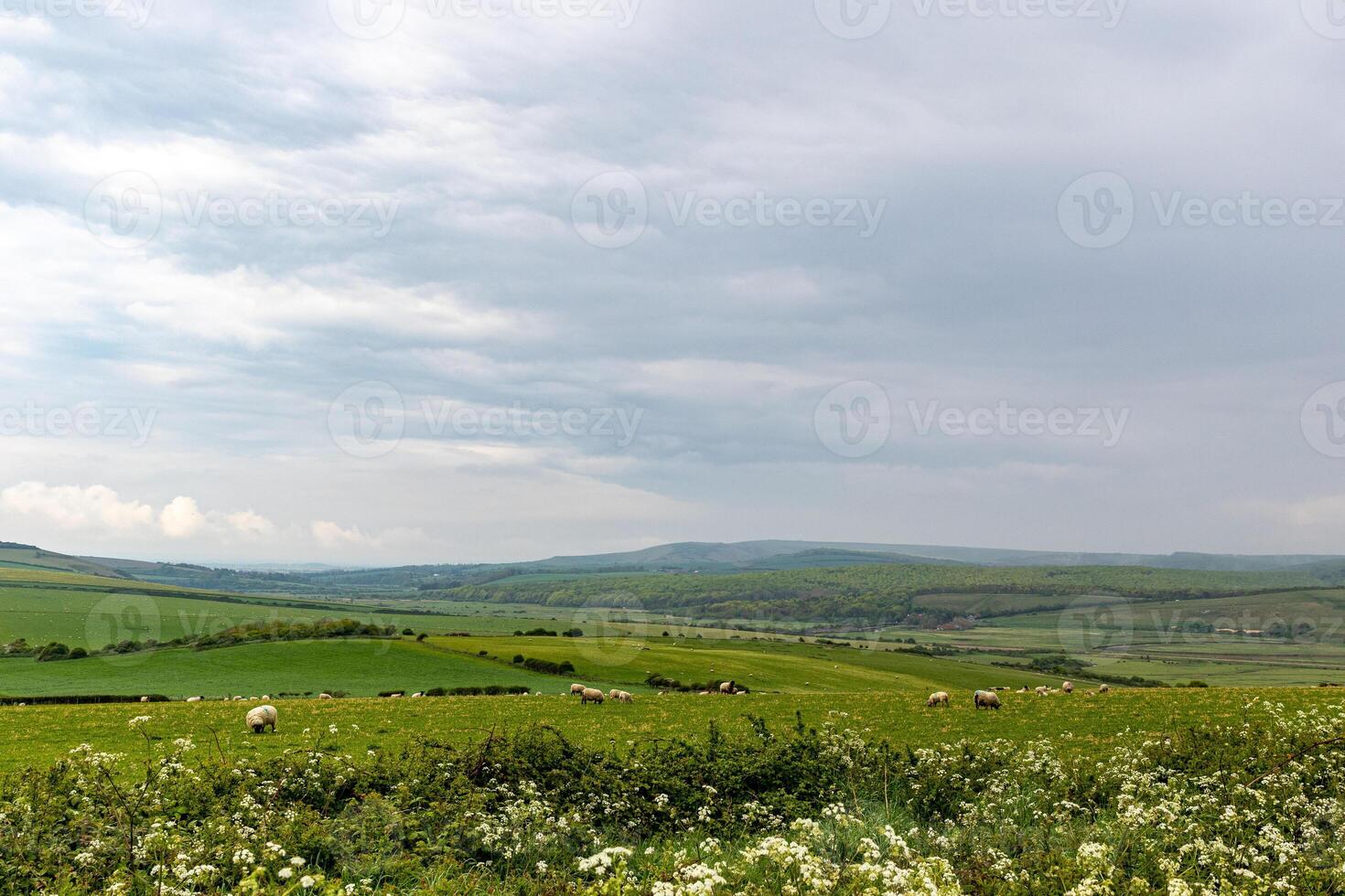 roulant vert collines en dessous de une nuageux ciel avec fleurs sauvages dans le premier plan et pâturage bétail dans le distance. photo