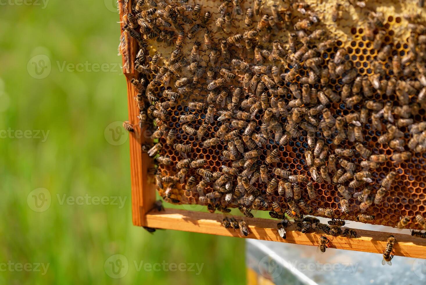 Cadre de un rucher. le concept de apiculture. collecte Miel. les abeilles sur nid d'abeille photo