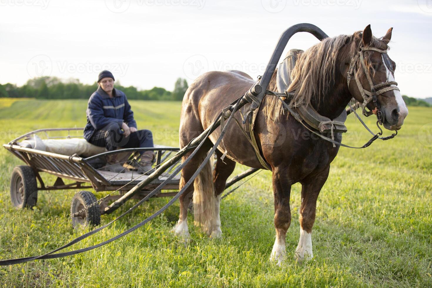 une cheval avec une Chariot des stands sur le champ, et une villageois est assis dans le Chariot. photo