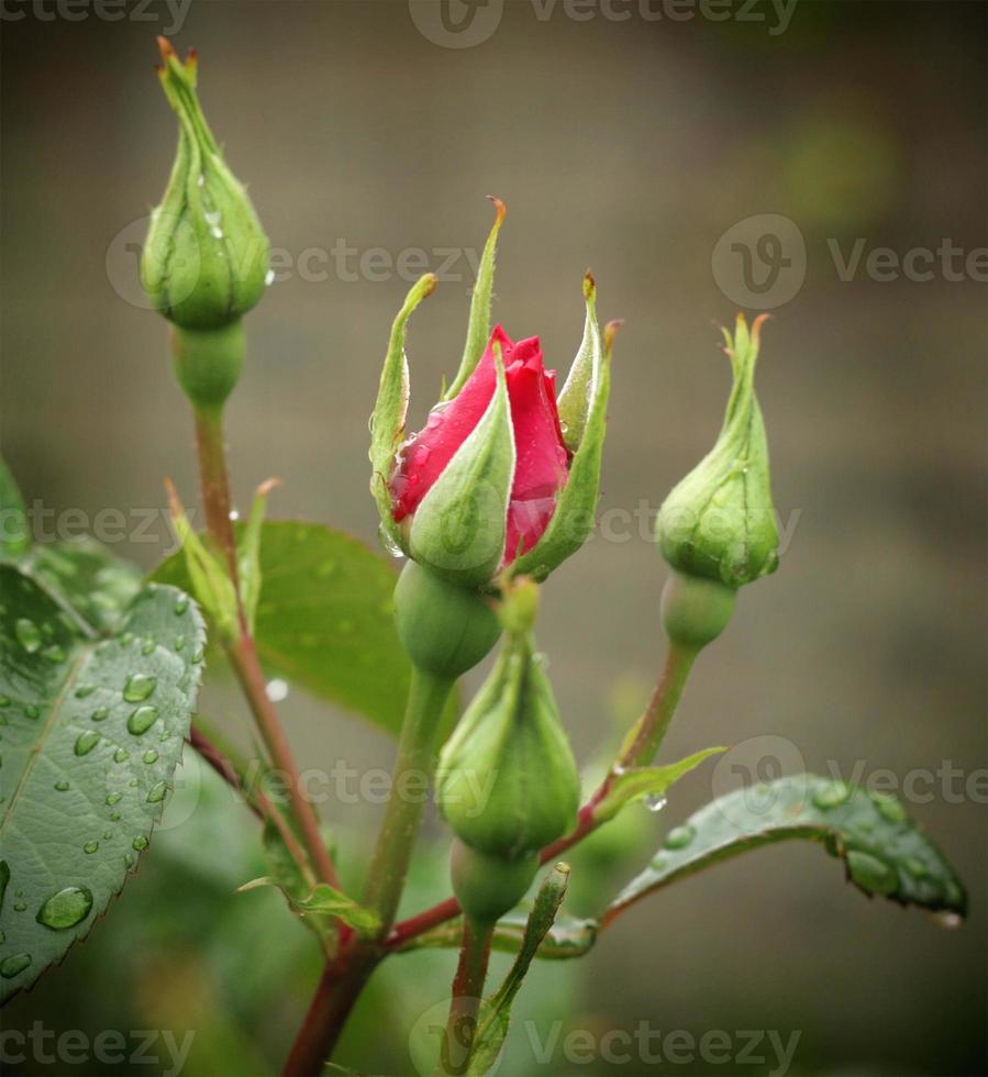 gouttes de pluie sur fleur rose photo