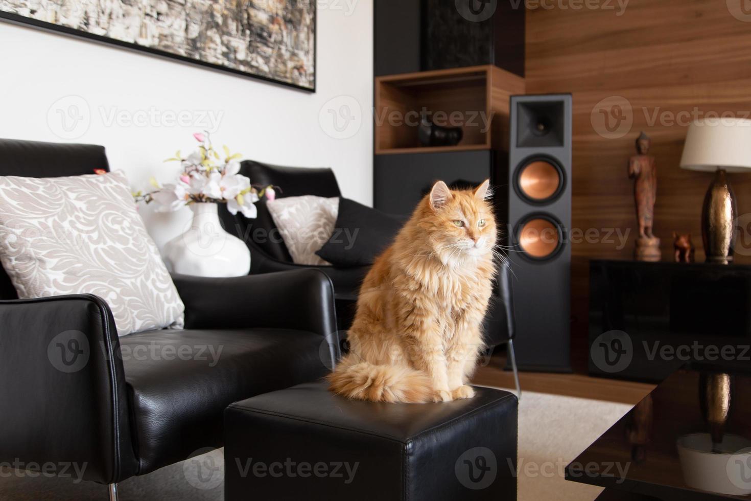 chat domestique au gingembre poilu assis et relaxant sur la chaise tabure photo