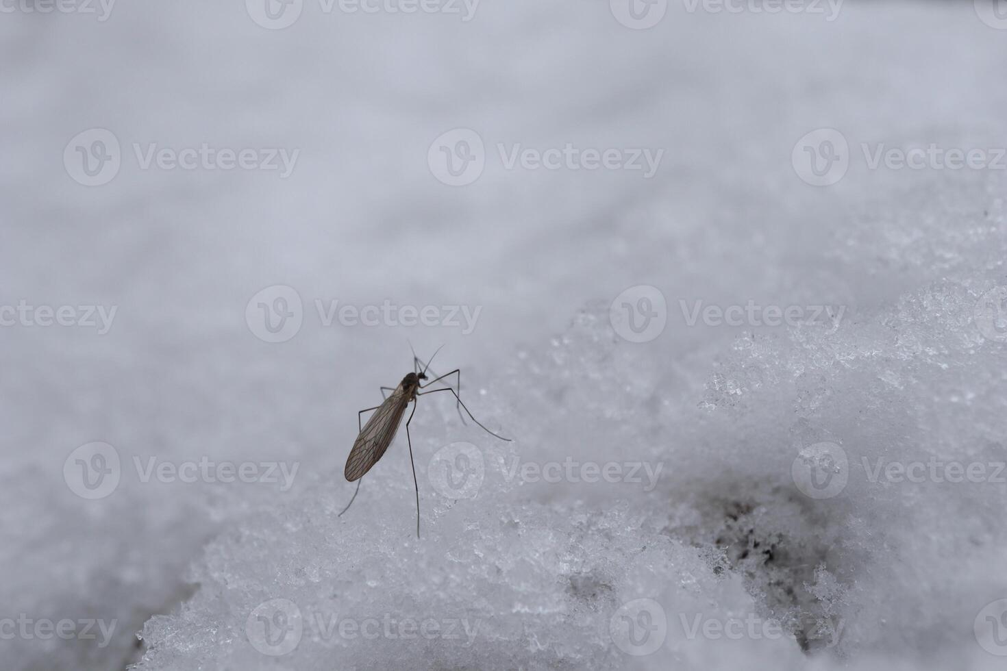 moustique dans le neige, hiver forêt photo