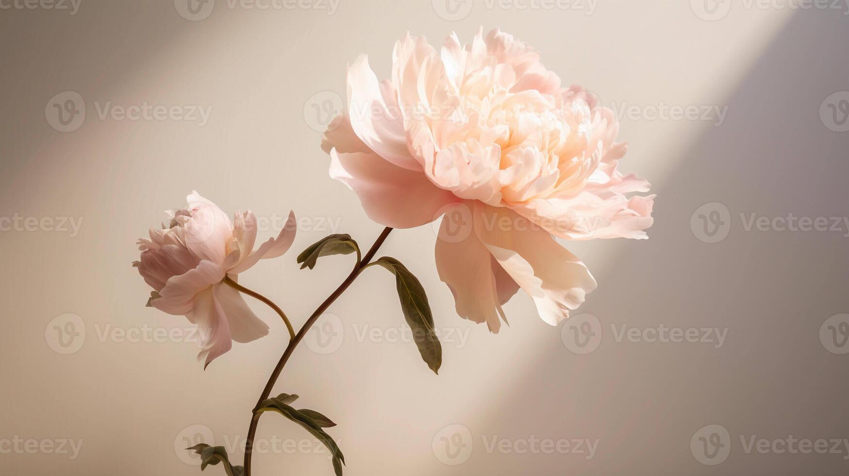 ai généré rose pivoine fleur avec ombre sur une minimaliste Contexte. la photographie avec le concept de beauté et biologique se soucier photo
