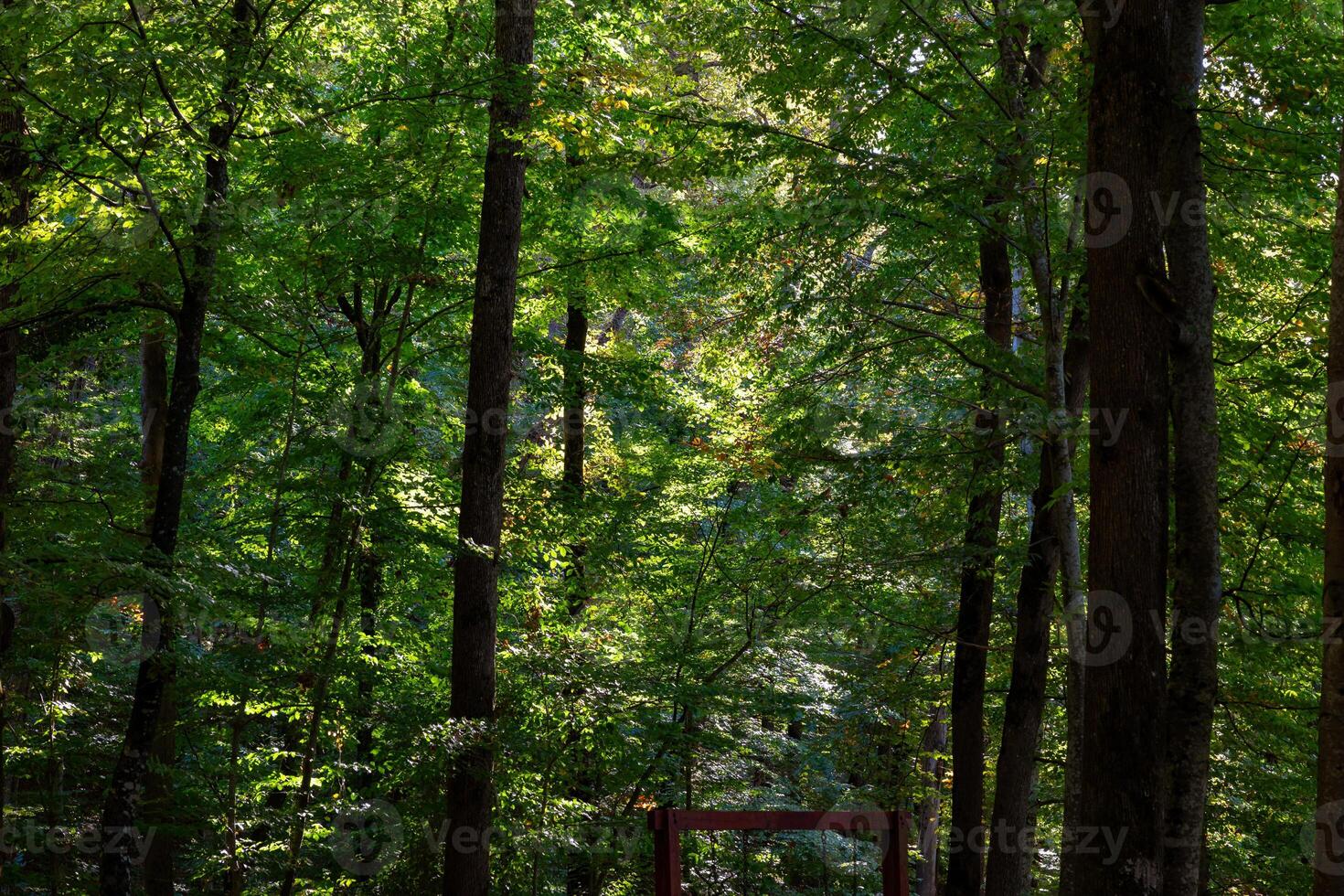 luxuriant forêt avec une peu lumière du soleil. carbone net zéro ou Terre journée concept photo