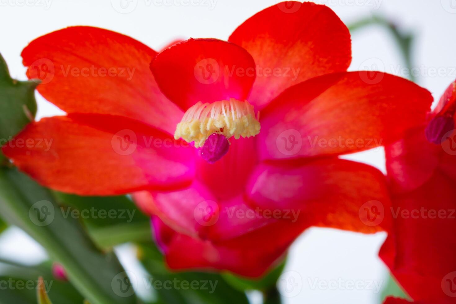 schlumbergera pontsii ou Noël cactus. photo