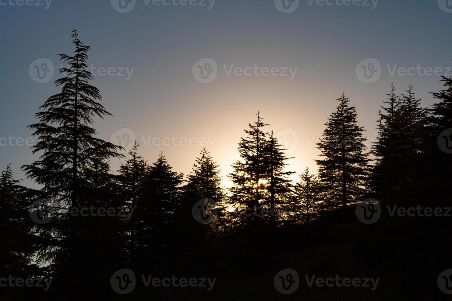 silhouette de pin des arbres à le coucher du soleil. la nature ou forêt Contexte photo